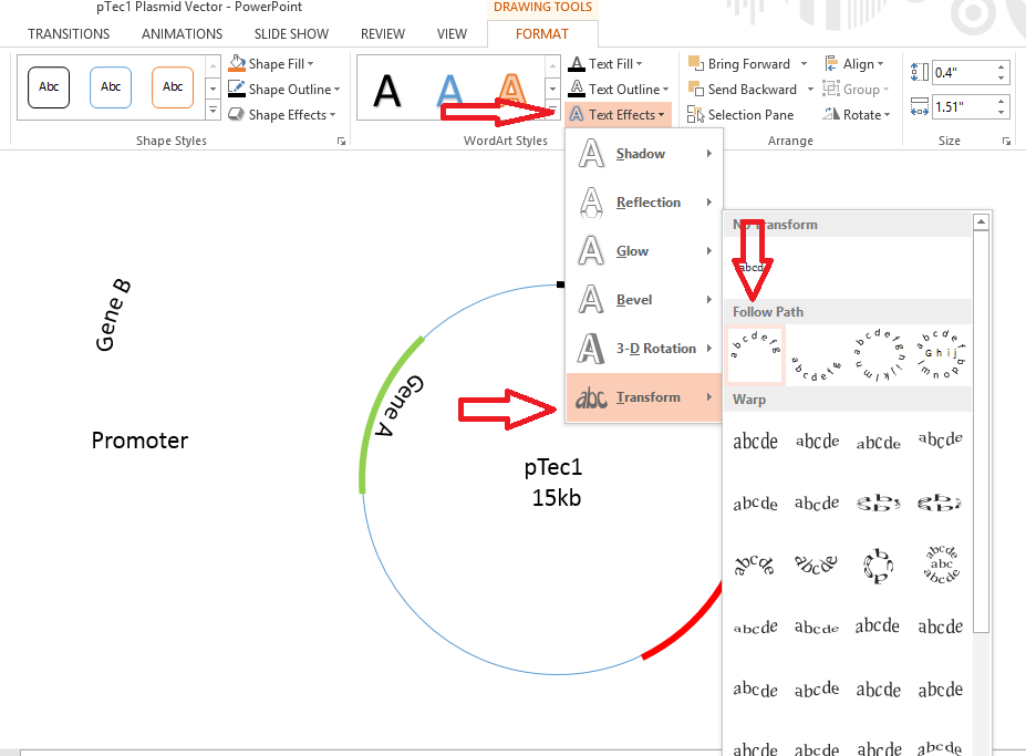 Annotations - Plasmid designing using PowerPoint