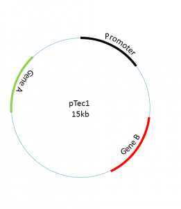 Designing Schematic Plasmids using powerpoint