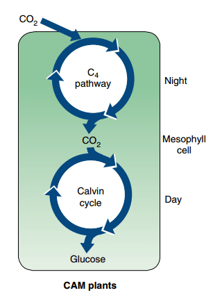 pathway techooid photosynthesis photorespiration stomata co2