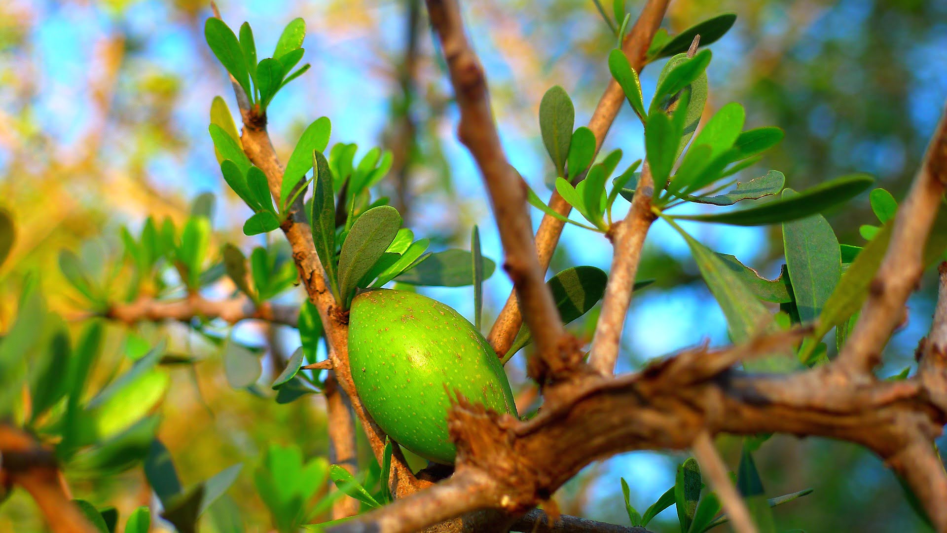 Argan Oil for Beard