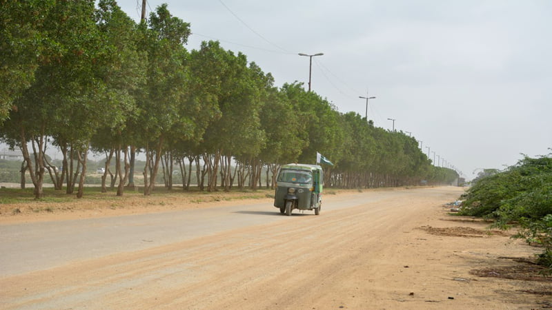 Conocarpus grown in Karachi