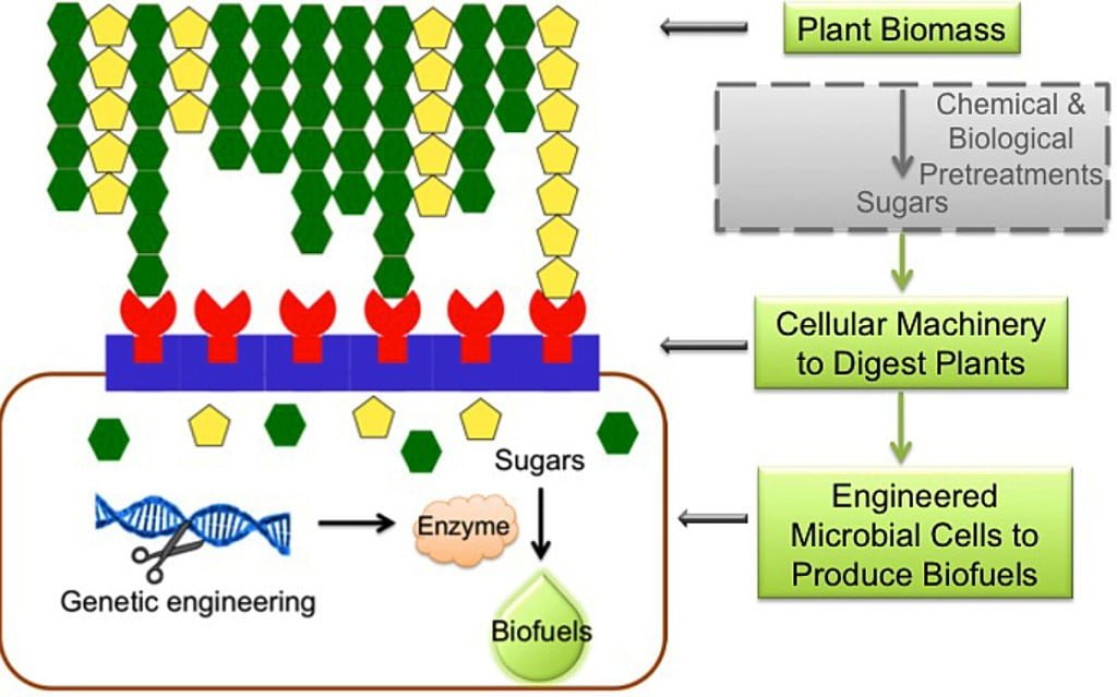 Genetic Engineering of Bacteria for Enhanced Biofuel Production